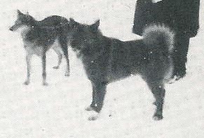 Alli (left) and Lalli (right)