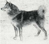 Siekki Lallinpoika 324/VIII