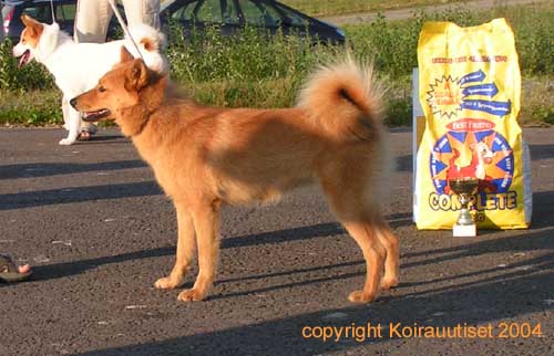 Copyright Koirauutiset