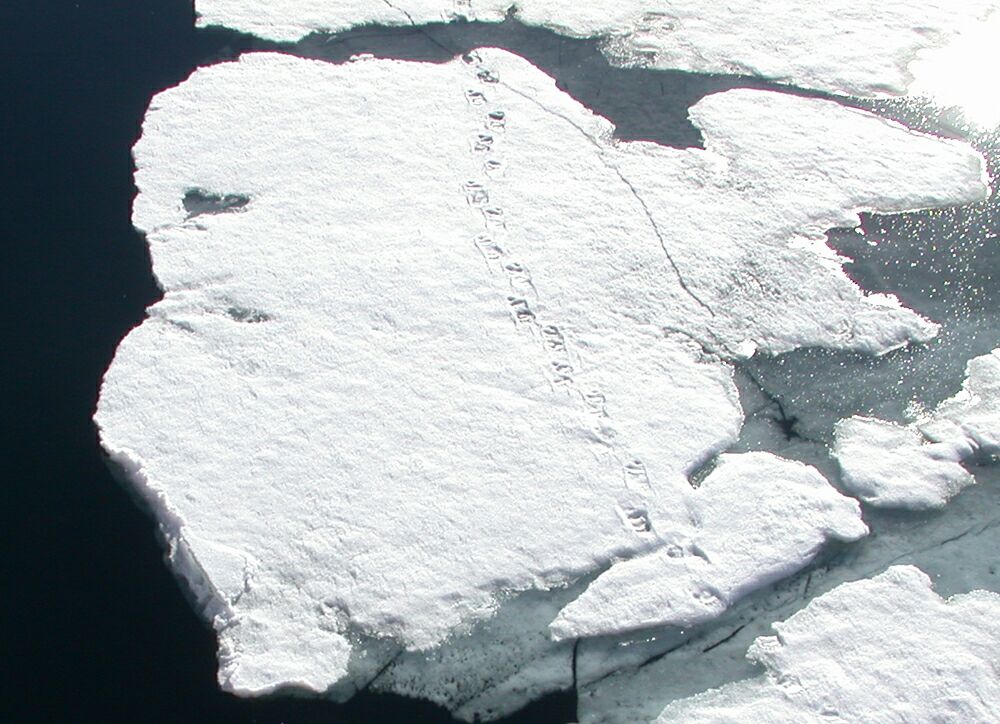 J��karhun j�ljet