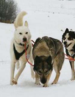 Saman's Irja johdossa