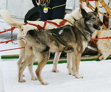 Saman's Irja kilpailussa