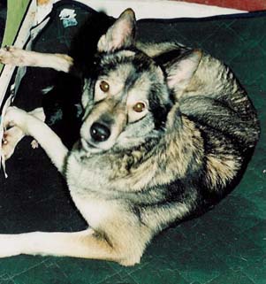 Mustat pennut piilossa