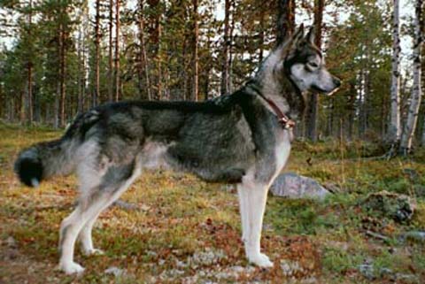 K�tk� syysmets�ss�