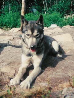 K�tk� kes�karvassa