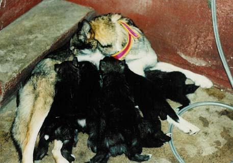 Naskalihampaat satuttaa emoa