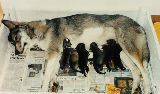 Namin pennut: Indy, Pietro, Saga, Nakimayuk - valkoinen tummin laikuin, Nicko, Ebba, Lady 28.10.1989