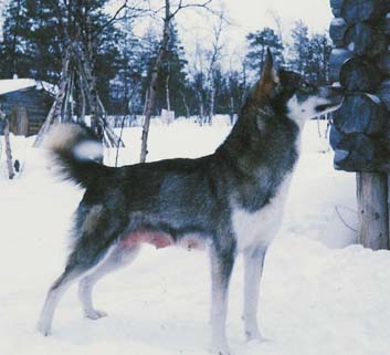 Saga ensimm�isten pentujen j�lkeen