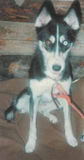 Karvanvaihdon aikaan ulkomuoto on aivan erilainen, kuin t�ydess� karvassa