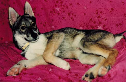 Saman's Nemo uudessa kodissaan