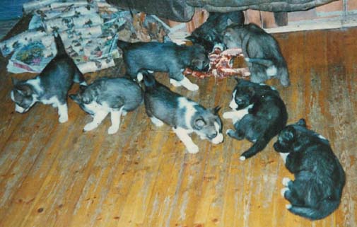 Pojat luun kimpussa, tyt�t jo lopettivat