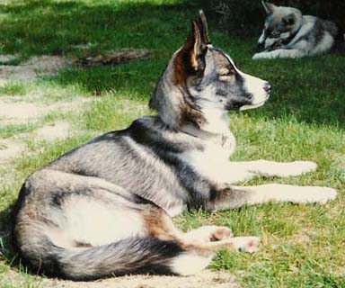 Saman's Timme uudessa kodissaan