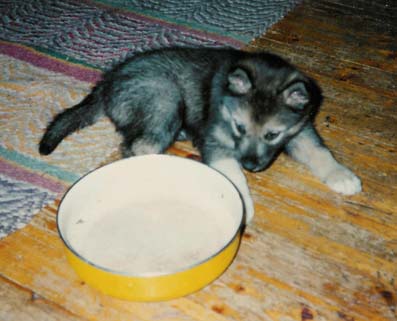 Lord ja itsens� kokoinen vesikuppi