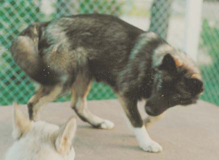 Peppi noin vuoden ik�isen�