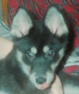 Samba luovutusi�ss�