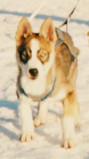 Saman's Pipsan ensivaljaat