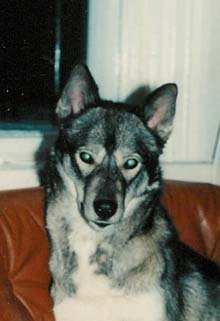 Saman's CatCat eli Kajsa