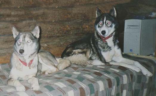 Sisarpuolet Saman's Susy ja Shaman