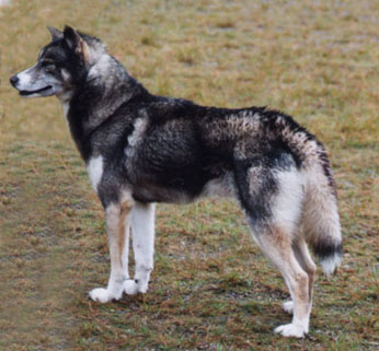 Saman's Boris erikoisn�yttelyss� (kuvaa on muokattu)