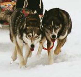 Neenah (Polar Speed Laika x Saman's Lady) ja Saman's Boris