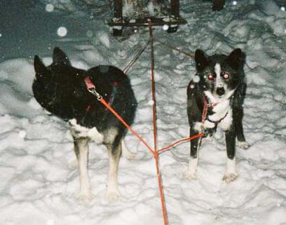 Siggo odottaa l�ht�k�sky�, parina Goosak Peace-S