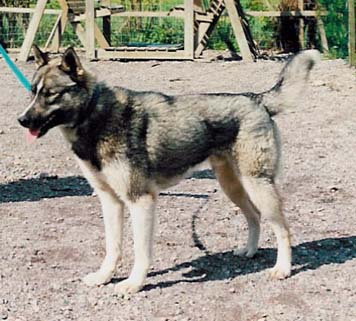 Saman's Rusty kev��ll� 1996