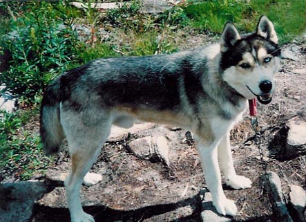 Puksu kes�turkissa