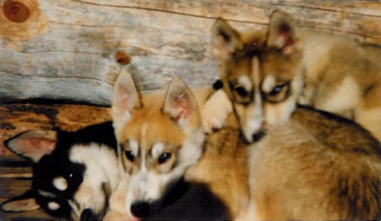 Vasemmalta: Puksu, Capu ja Nippa