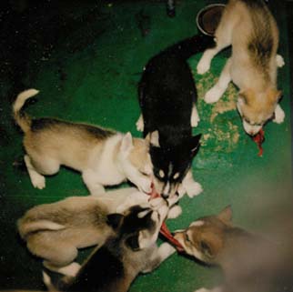 Saaliin jaossa yl�oikealta vastap�iv��n: Capu, Nippa Cheavu, Tiehppi,Juovva, Puksu 